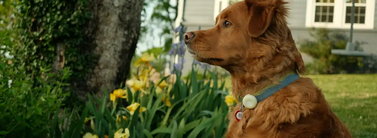 Le chien de la maison dans le jardin