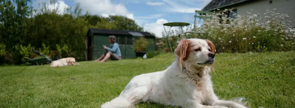 Un chien allongé sur la pelouse devant la maison